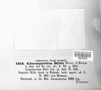 Drepanopeziza ribis image